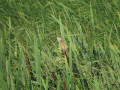 Acrocephalus arundinaceus