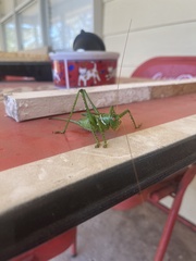 Neobarrettia spinosa