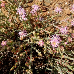 Mesembryanthemum junceum