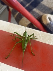 Neobarrettia spinosa