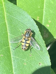 Helophilus fasciatus