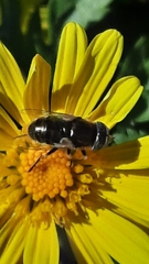 Eristalinus