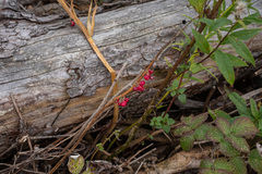 Polygonatum verticillatum
