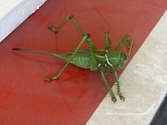 Neobarrettia spinosa