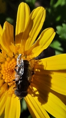 Eristalinus