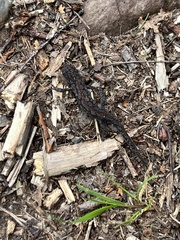 Ichthyosaura alpestris