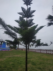 Araucaria heterophylla