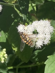 Helophilus fasciatus