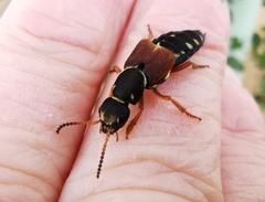 Staphylinus dimidiaticornis