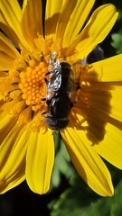 Eristalinus