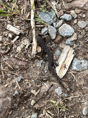 Ichthyosaura alpestris