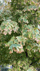 Acer platanoides