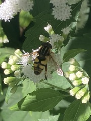 Helophilus fasciatus