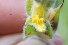 Philydrum lanuginosum