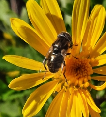 Eristalinus