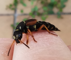 Staphylinus dimidiaticornis