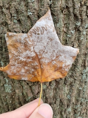 Erysiphe liriodendri