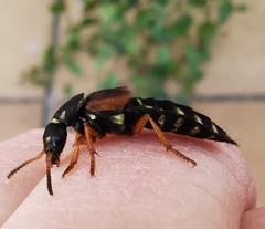 Staphylinus dimidiaticornis