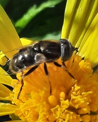 Eristalinus