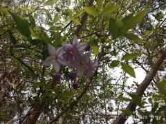 Solanum laxum