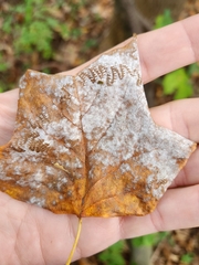 Erysiphe liriodendri