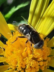 Eristalinus