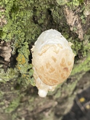 Hemipholiota populnea