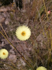 Edmondia
