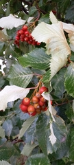 Scandosorbus intermedia