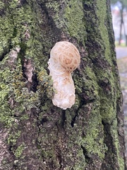 Hemipholiota populnea
