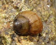 Viviparus viviparus