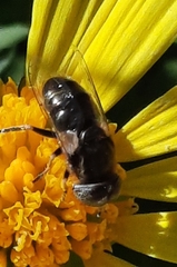 Eristalinus