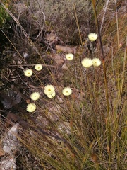 Edmondia
