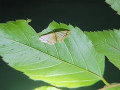 Idaea impexa