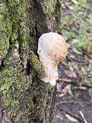 Hemipholiota populnea