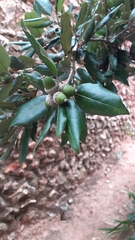 Quercus ilex