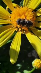 Eristalinus