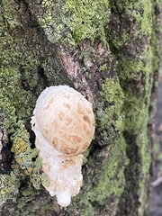 Hemipholiota populnea
