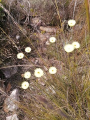 Edmondia