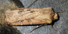 Agrotis clavis