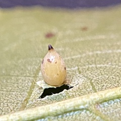 Caryomyia caryaecola