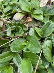 Leptarrhena pyrolifolia