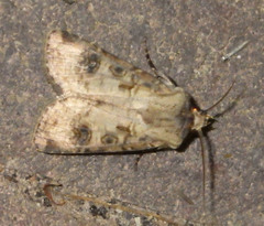 Agrotis clavis
