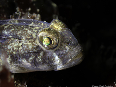 Gobius niger