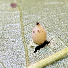 Caryomyia caryaecola