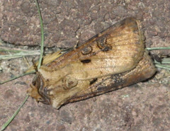 Agrotis clavis