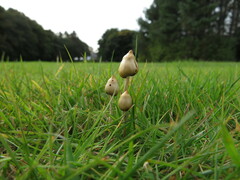 Psilocybe semilanceata