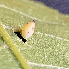 Caryomyia caryaecola