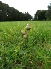 Psilocybe semilanceata