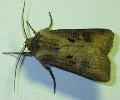 Agrotis clavis
